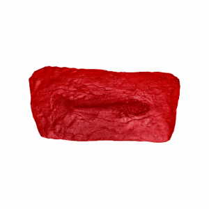 Fossil Fish